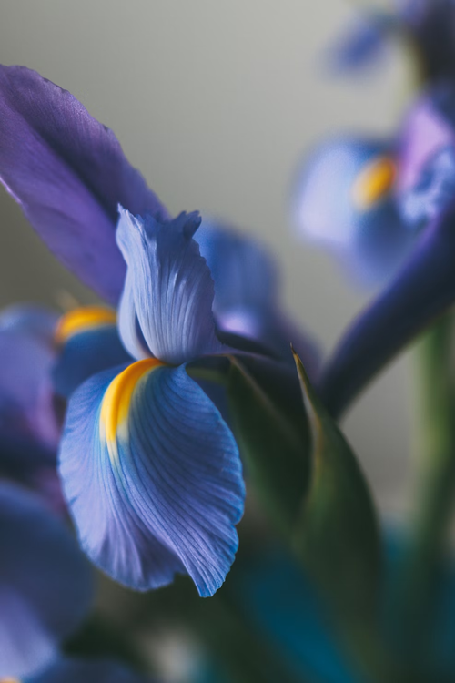 Iris in low light